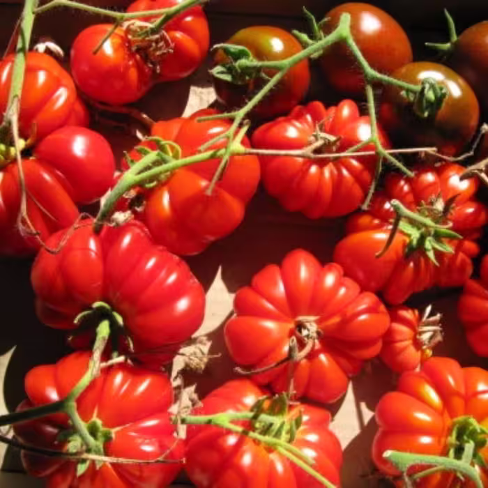 بذر گوجه چروک قرمز درختی