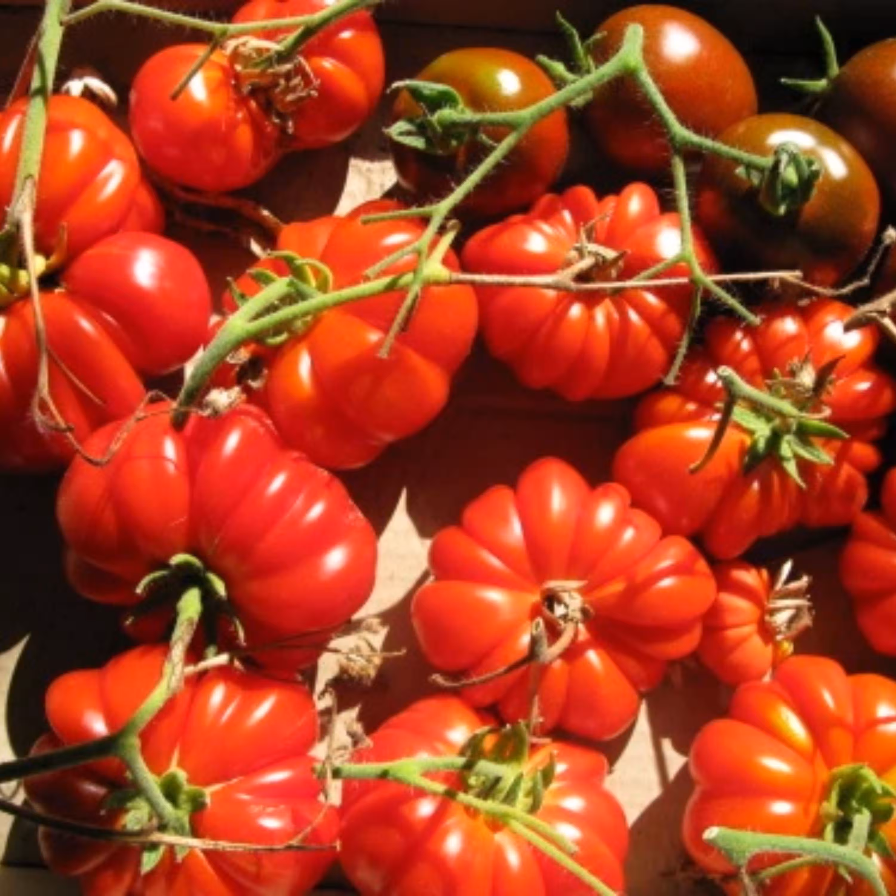 بذر گوجه چروک قرمز درختی