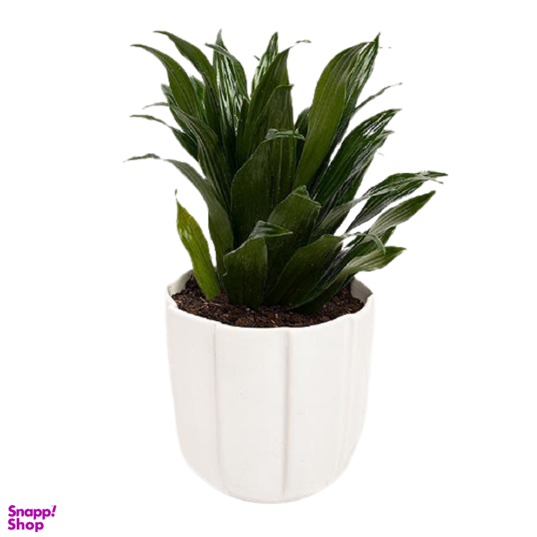 گلدان کامپکت ارتفاع 30 سانتی متر