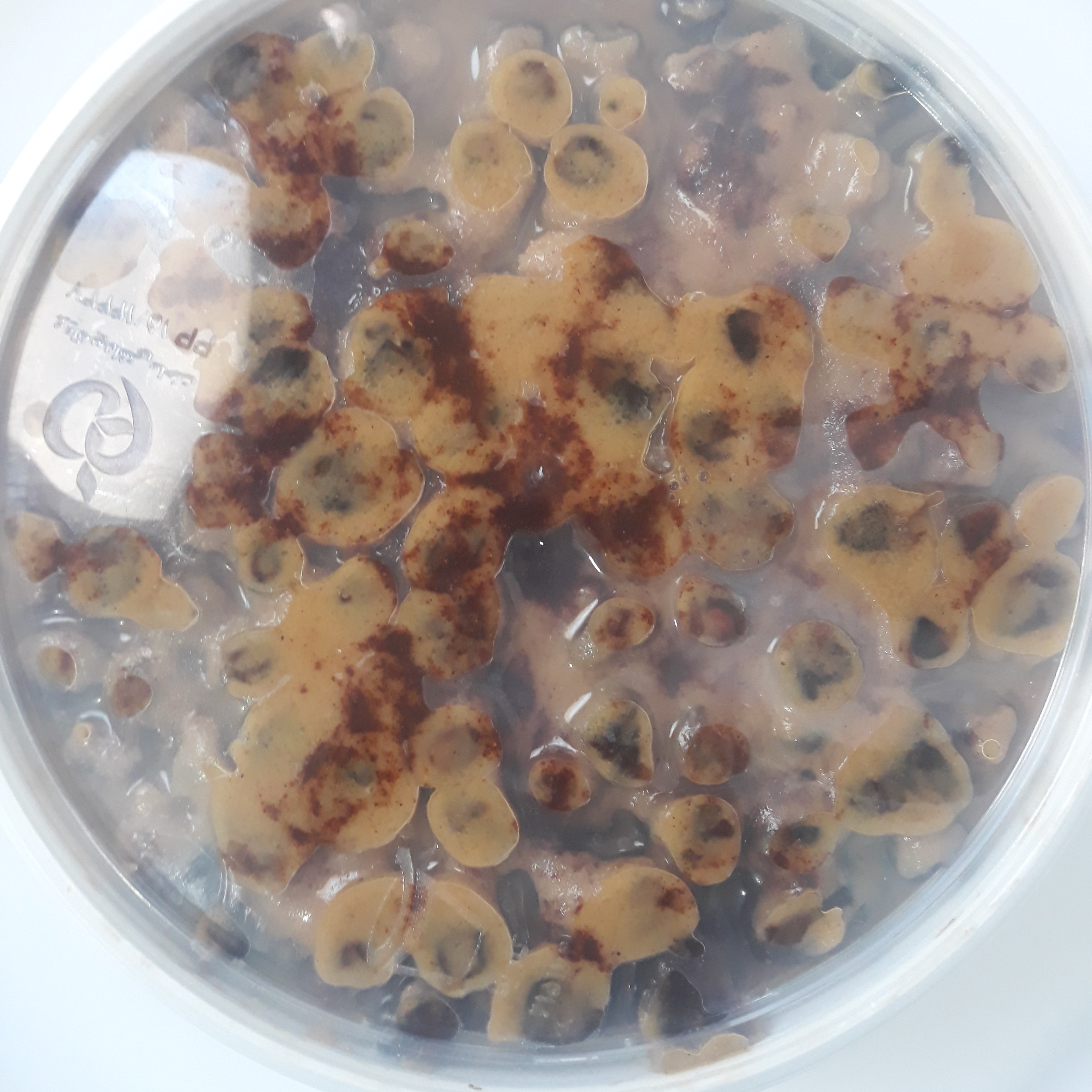 حلوای خرما(رنگینک بوشهری)