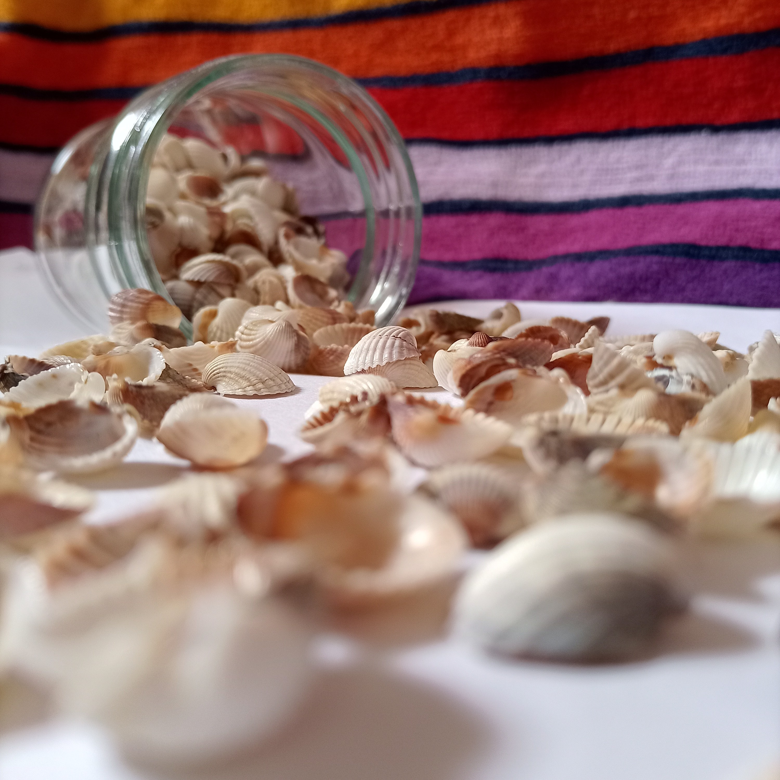 صدف و اکسسوری