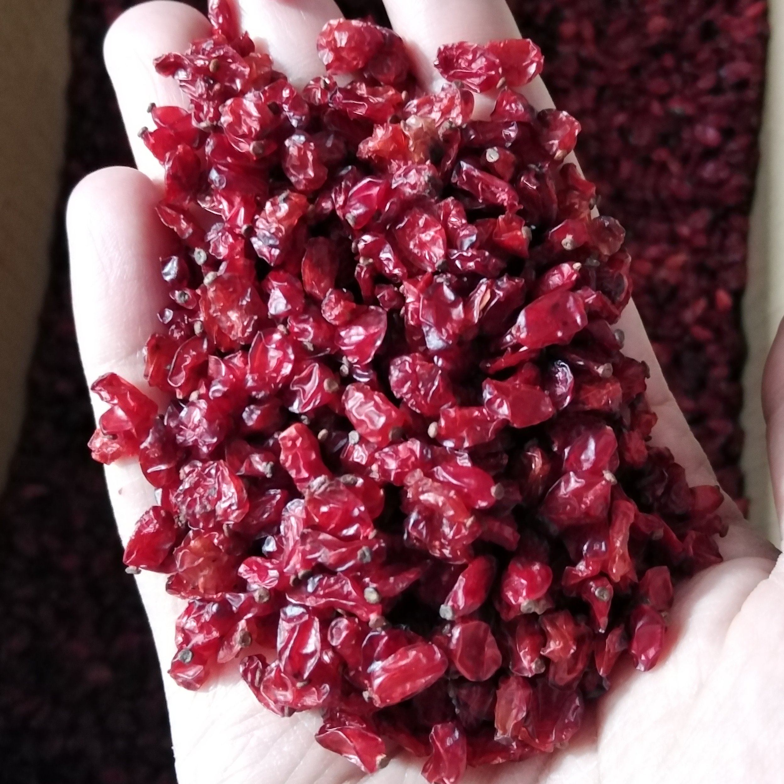 زرشک فله ای (10کیلوگرمی) دانه اناری،محصول خاص قاینات