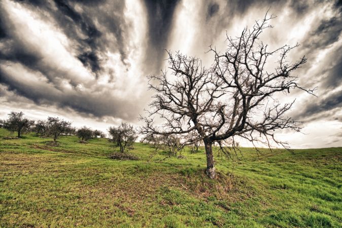 خرید و دانلود عکس Collection dead dry trees on different backgrounds desert field swamp کد 12831 | پیک فاکس | Pic Fox