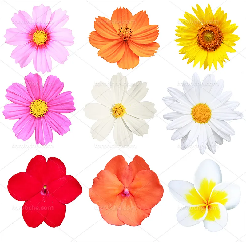 عکس انواع گل های رنگارنگ | گرافیک با طعم تربچه