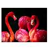 تابلو شاسی طرح فلامینگو کد 004