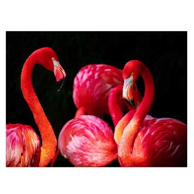 تابلو شاسی طرح فلامینگو کد 004