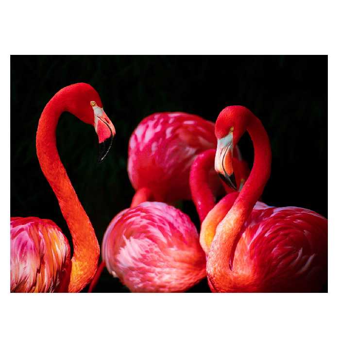 تابلو شاسی طرح فلامینگو کد 004