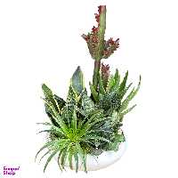 گل طبیعی کاکتوس و ساکولنت گل آنلاین کد 74