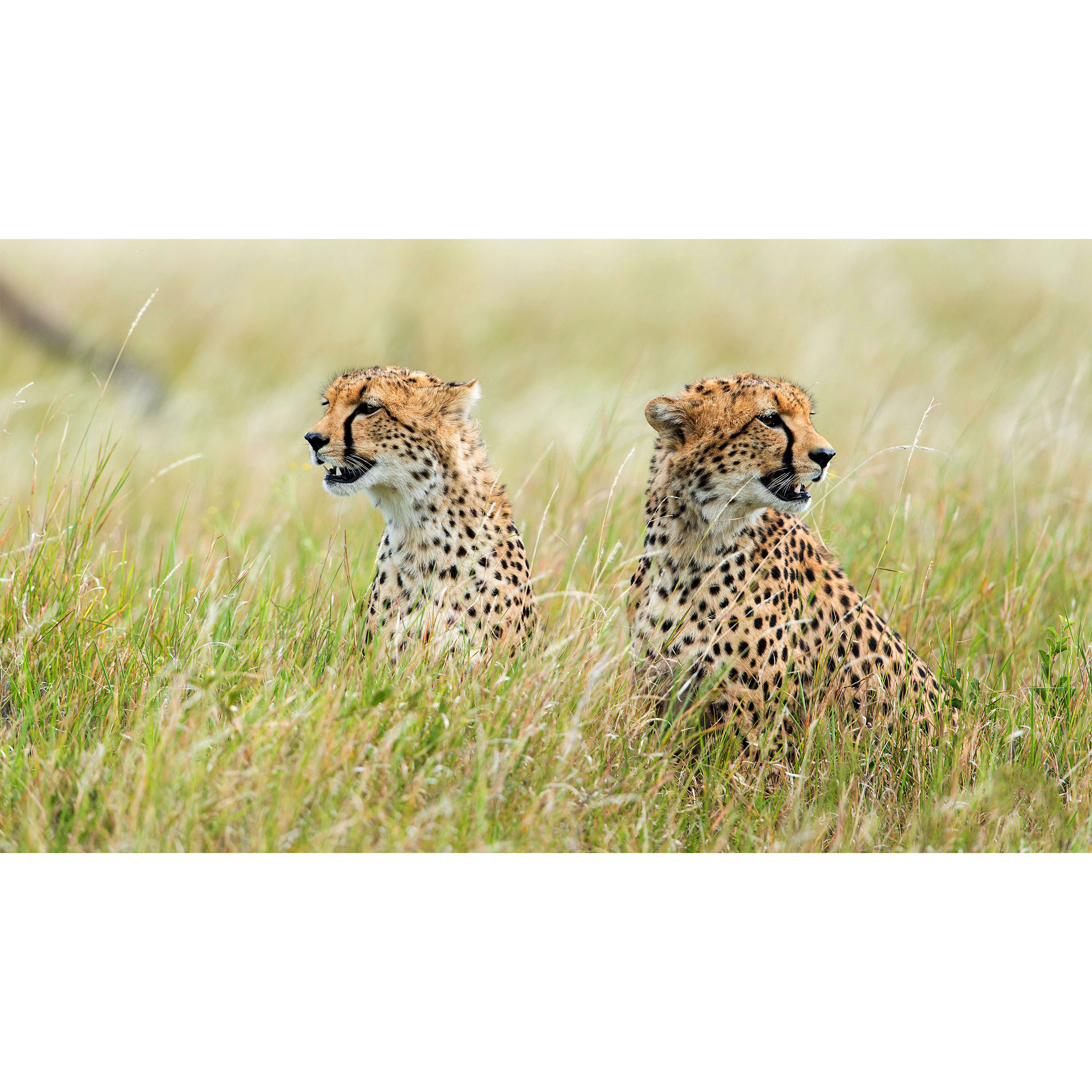 تابلو شاسی طرح یوز پلنگ چیتا مدل T7760