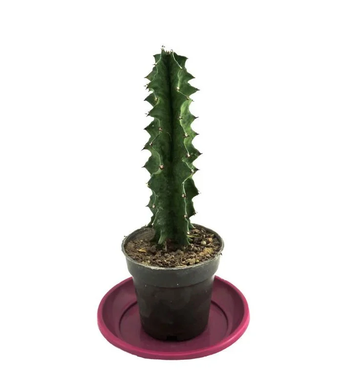 کاکتوس افوربیا ترینگاتا سایز 8