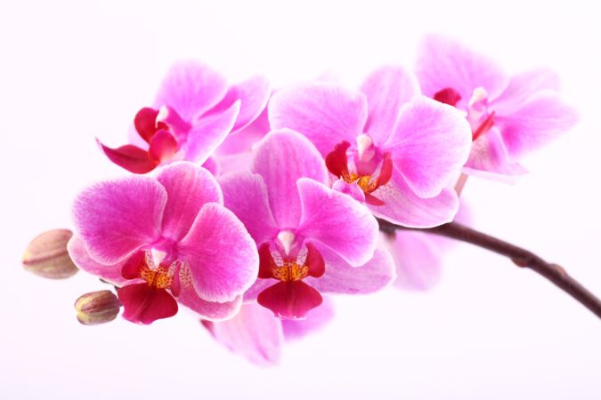 خرید و دانلود عکس Orchid flower کد 38133 | پیک فاکس | Pic Fox