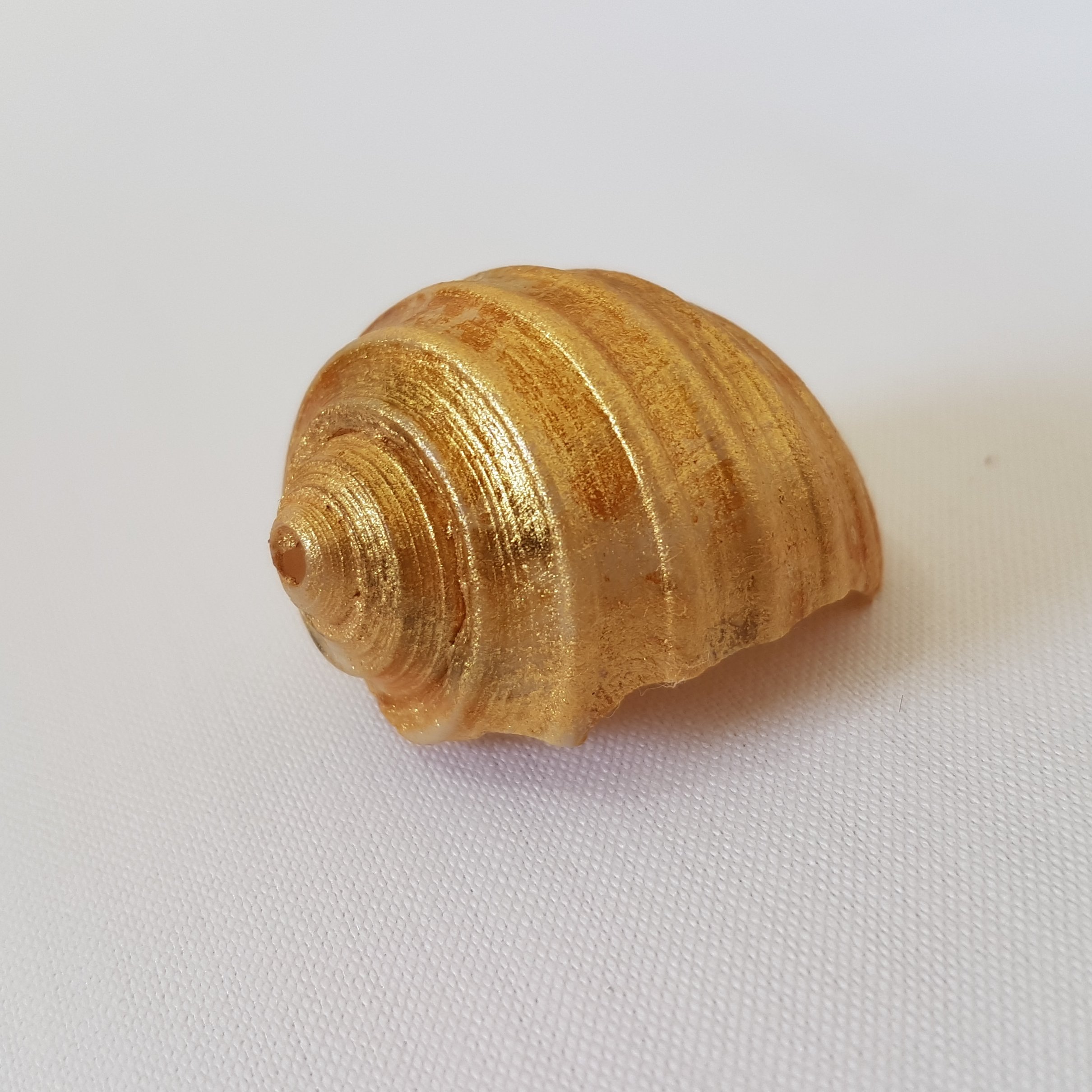 صدف حلزونی طلایی ابروبادی