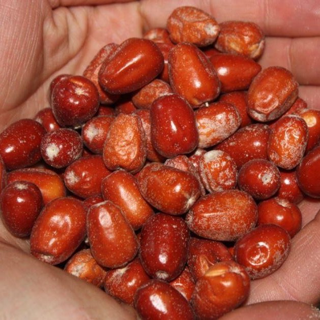 میوه سنجد درشت اعلاء یک کیلویی