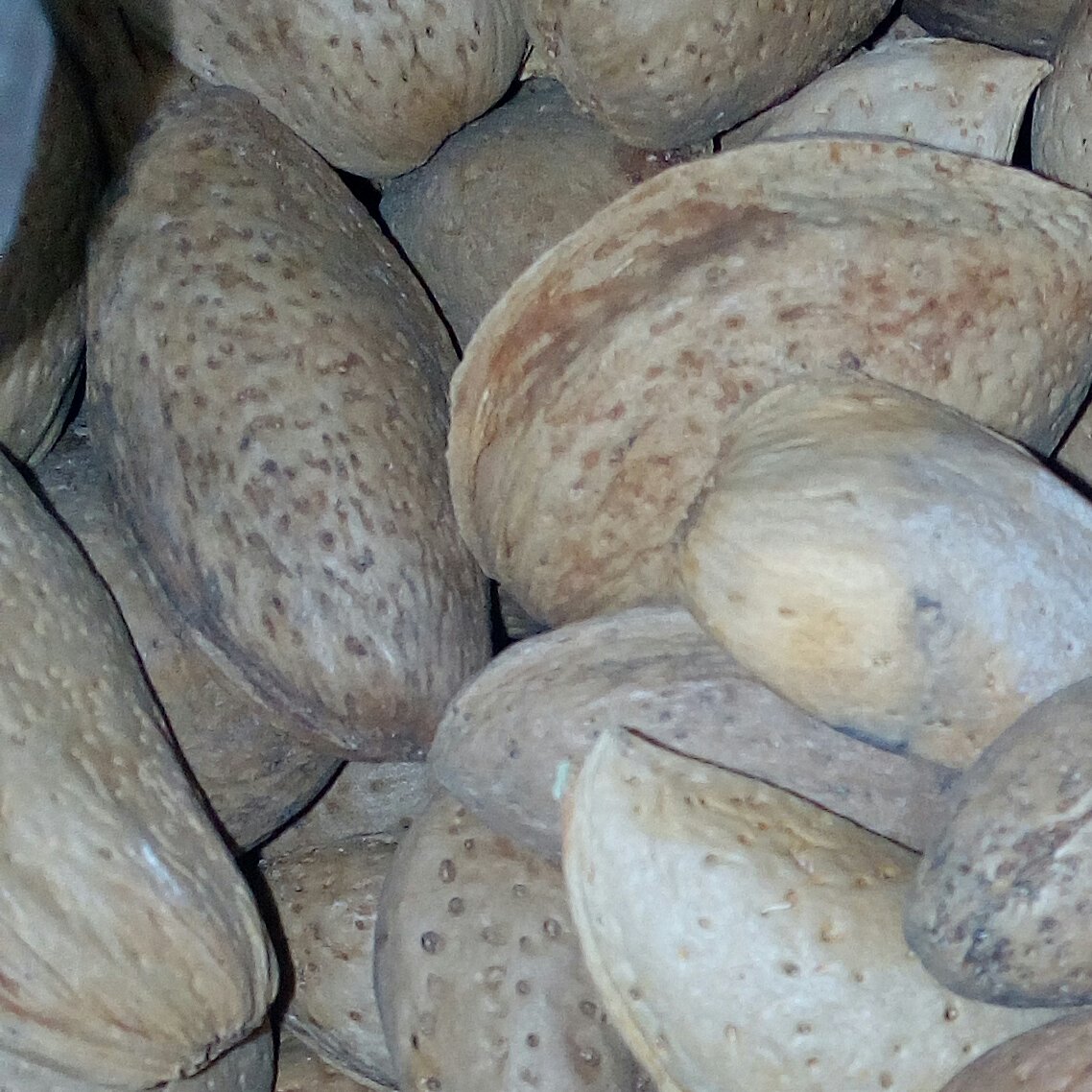 بادام درختی پوست سنگی اصل بیرجندی (پس کرایه)
