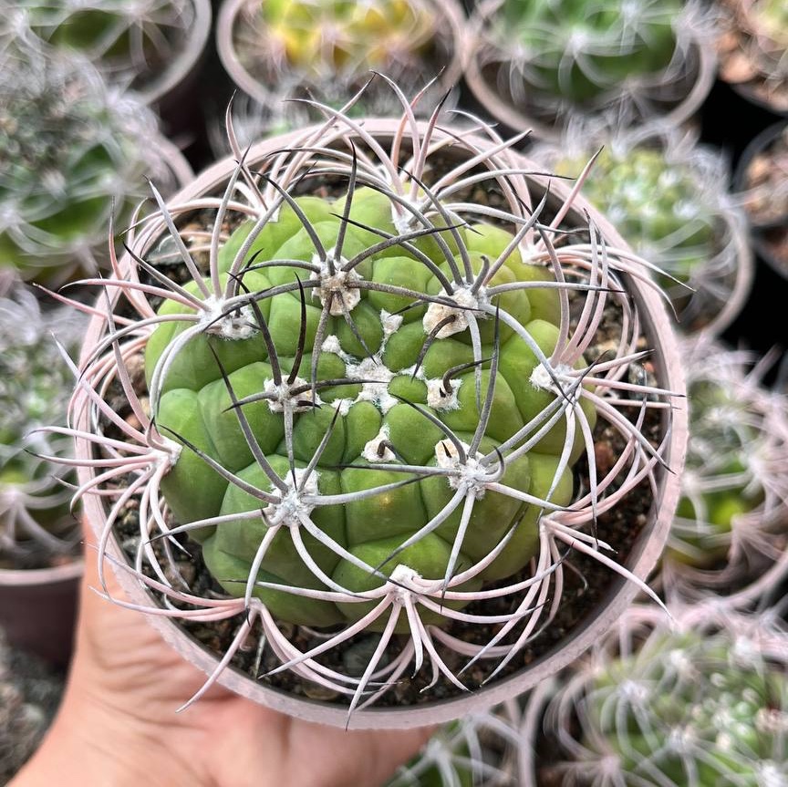 ژمینو بروچی ( سایز گلدان 10)