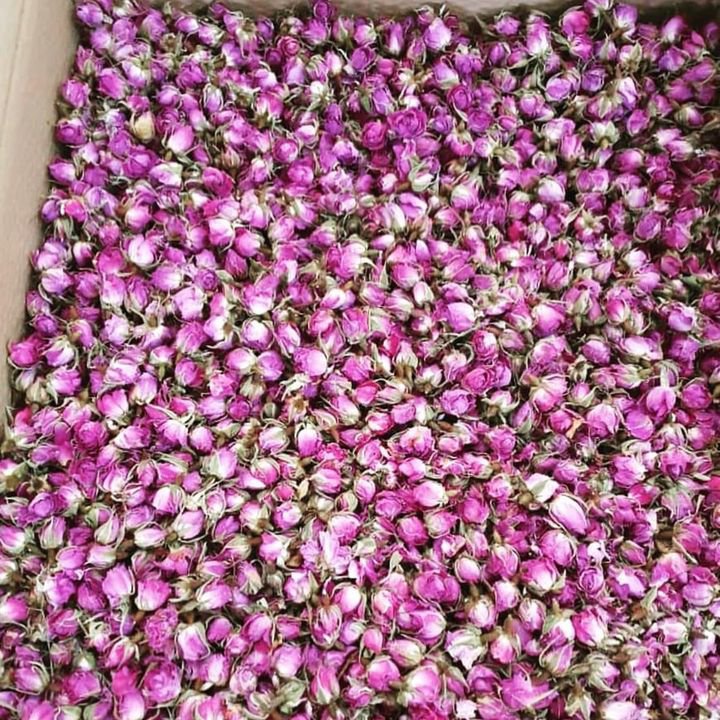 غنچه گل محمدی 