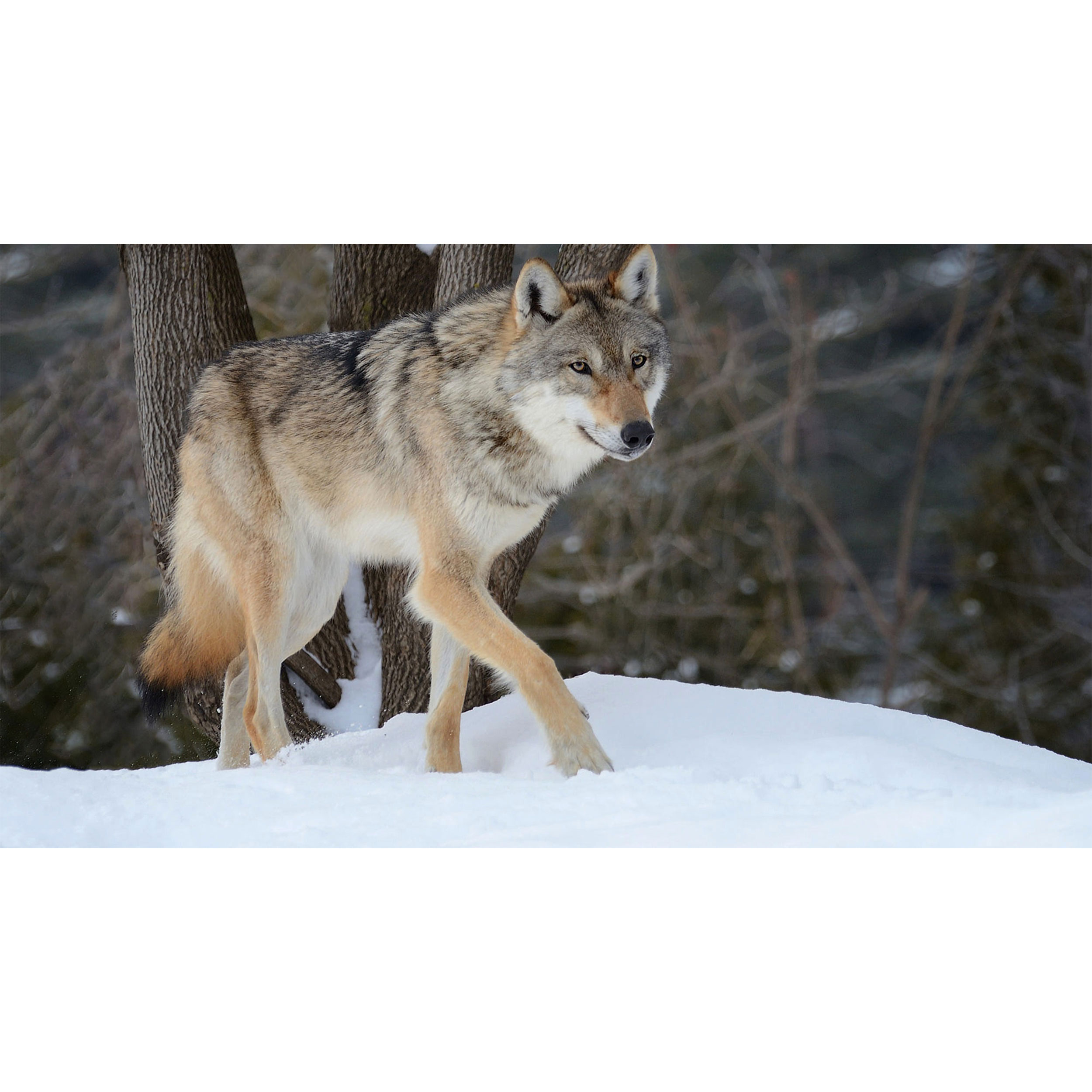 تابلو شاسی طرح گرگ در برف مدل T7644