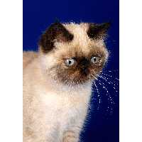 تابلو شاسی طرح گربه مدل T2132