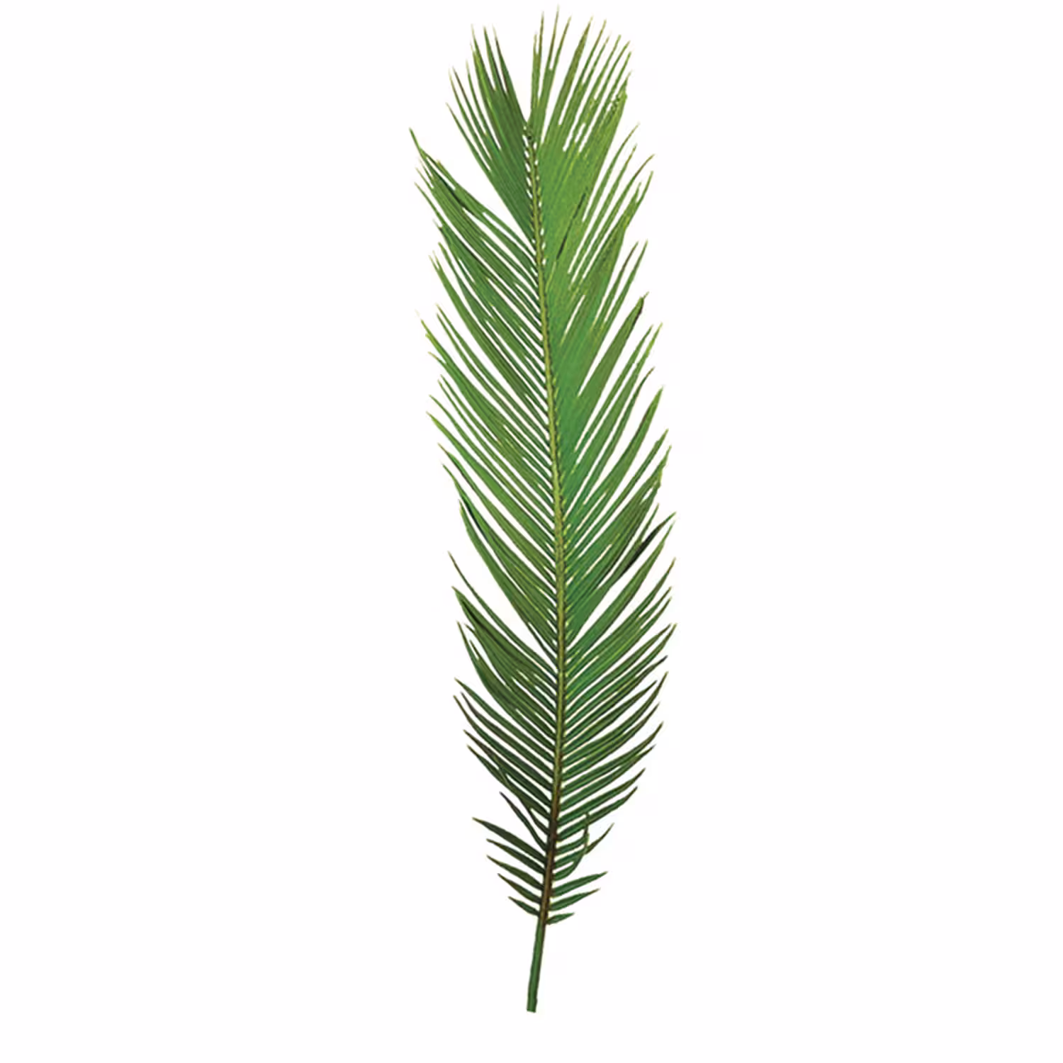 گل مصنوعی مدل برگ سیکاس بسته 20 عددی