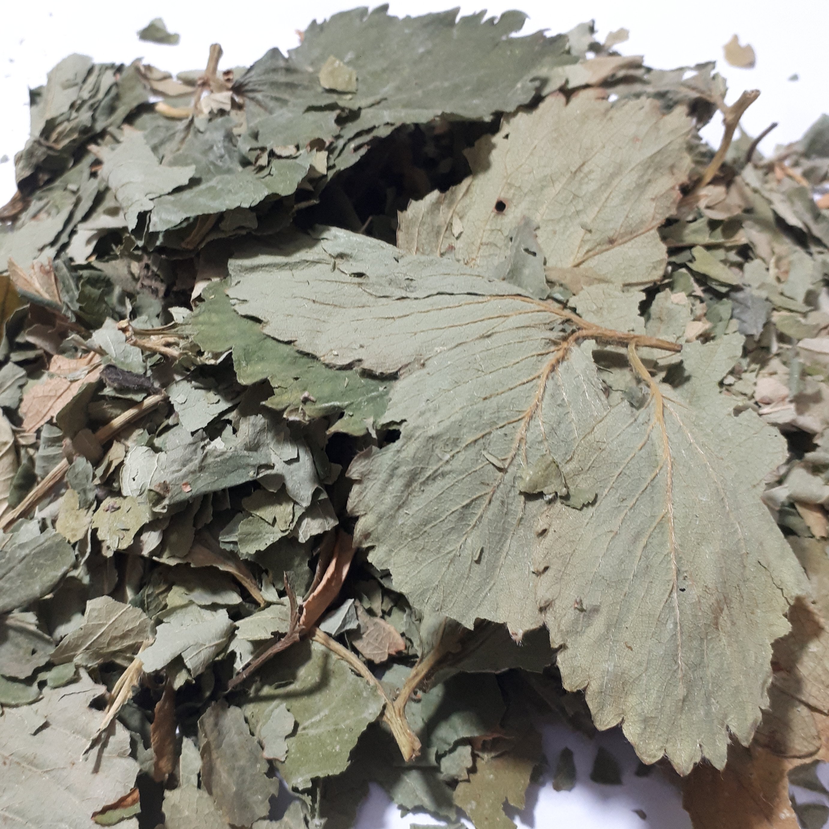 برگ توت فرنگی
