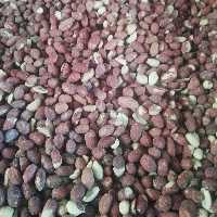 مغز زمینی تنوری نمکی سیر تفت به صورت جزعی و کلی