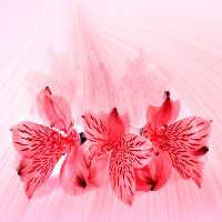 خرید و دانلود عکس Orchid flower کد 38140 | پیک فاکس | Pic Fox