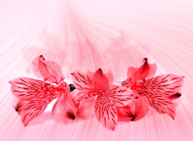 خرید و دانلود عکس Orchid flower کد 38140 | پیک فاکس | Pic Fox