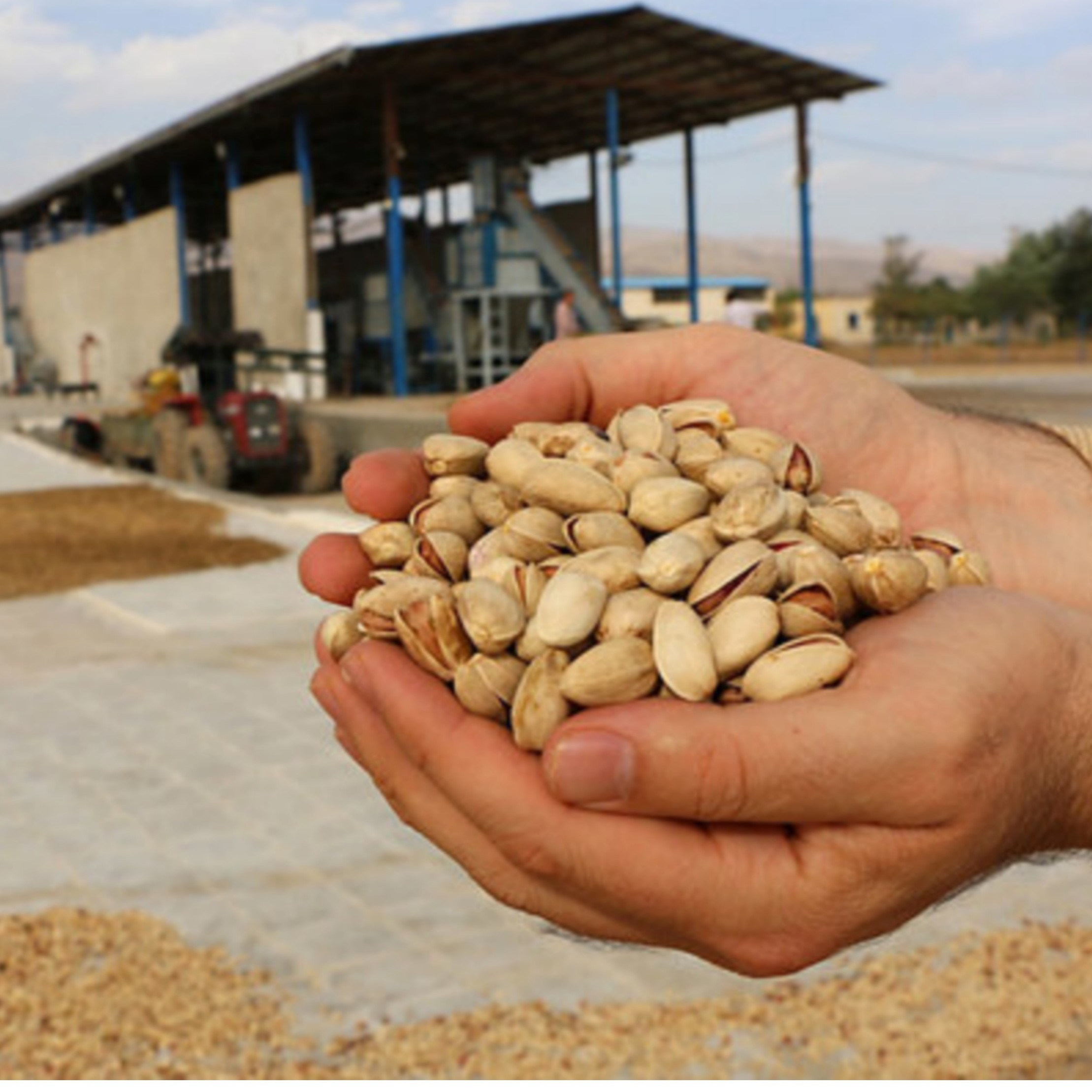  پسته خودمونی تمام خندان (اقتصادی) خوش طعم و عالی (یک و نیم کیلو گرمی) 