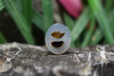 عقیق شجر برزیل