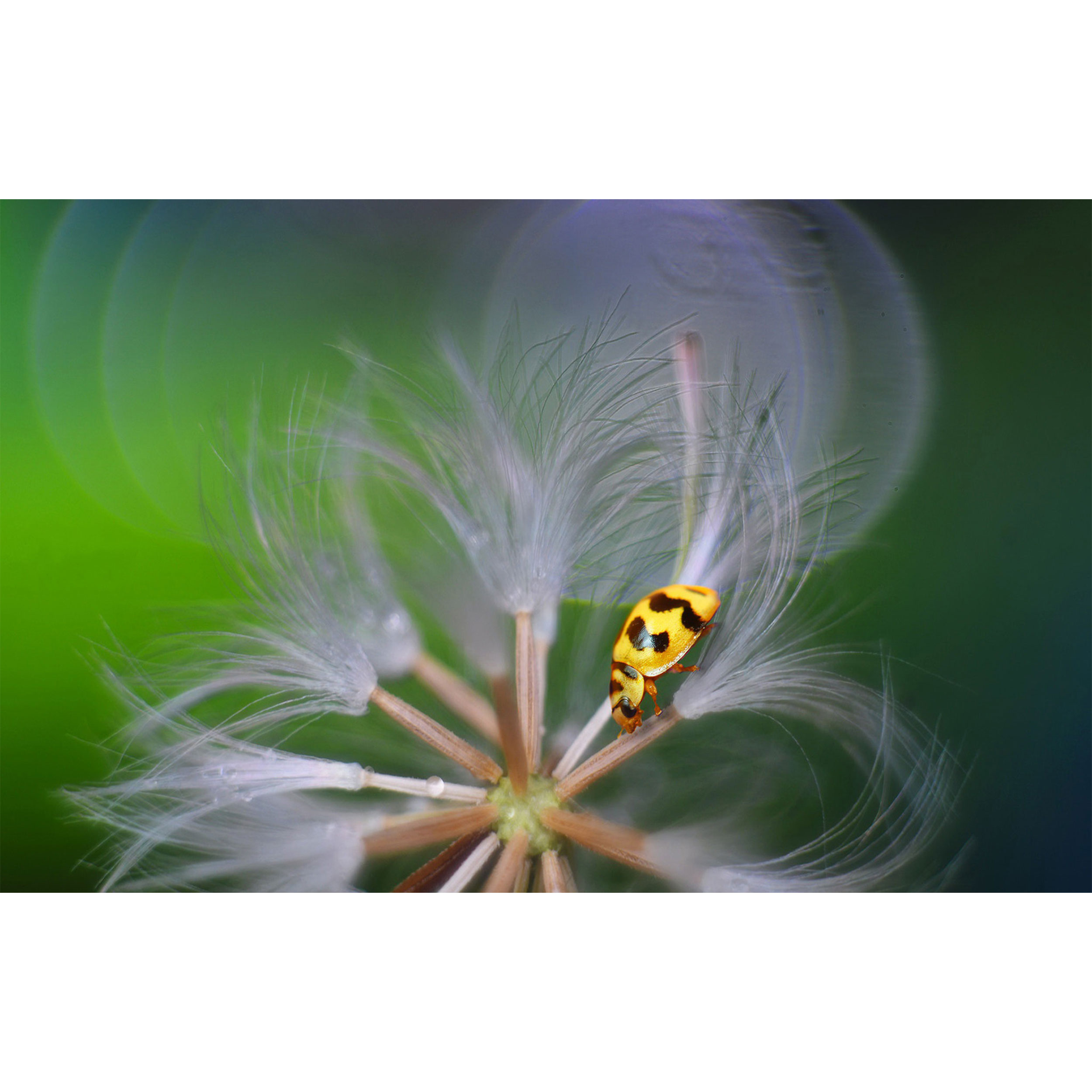 تابلو شاسی طرح حشره کفشدوزک و گل مدل T7801