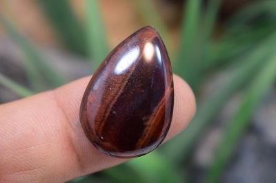 چشم ببر قرمز