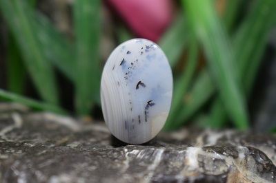 عقیق شجر برزیل