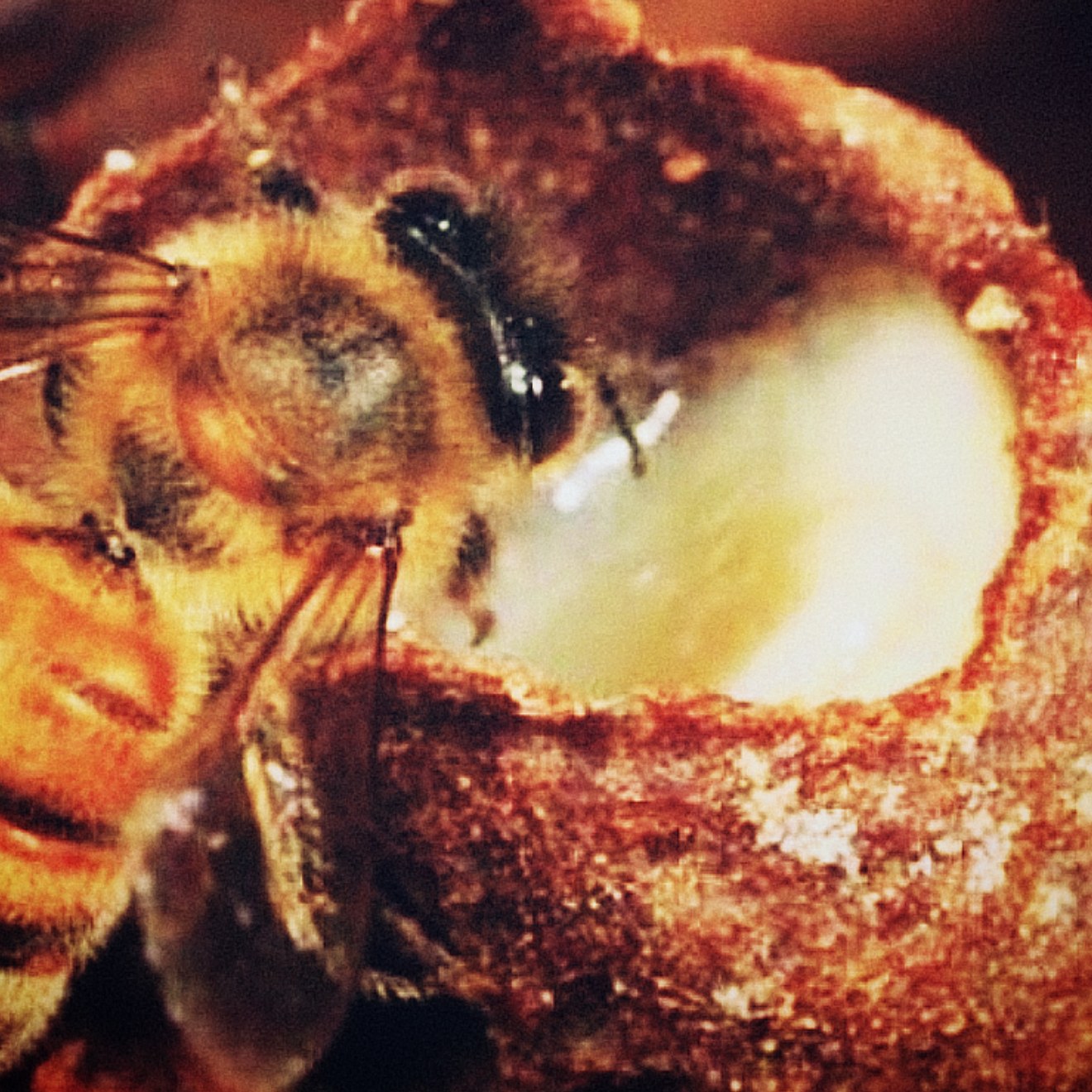 ژل رویال گرید A