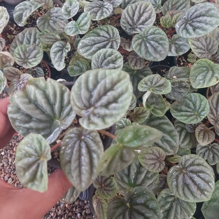 گل پیرومیا چروک گلدان 6 