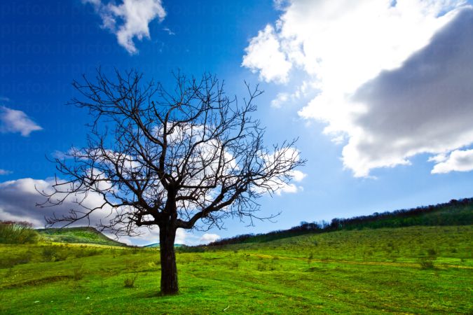 خرید و دانلود عکس Nature-Part-16 کد 35665 | پیک فاکس | Pic Fox