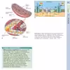 کتاب Concise Histology اثر Leslie Gartner انتشارات الزویر