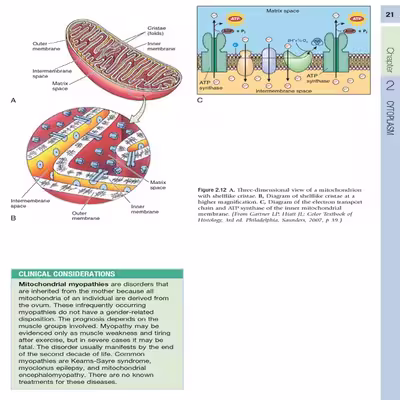 کتاب Concise Histology اثر Leslie Gartner انتشارات الزویر