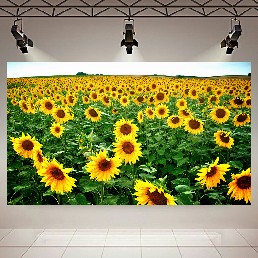 تابلو بوم طرح طبیعت مدل گل های آفتابگردان کد AR2022