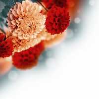 خرید و دانلود عکس Flower-Part-2 کد 17722 | پیک فاکس | Pic Fox