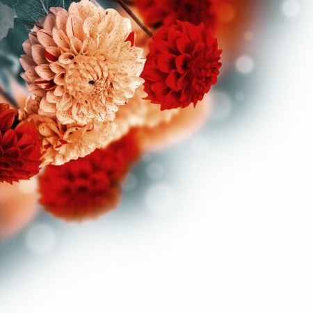 خرید و دانلود عکس Flower-Part-2 کد 17722 | پیک فاکس | Pic Fox