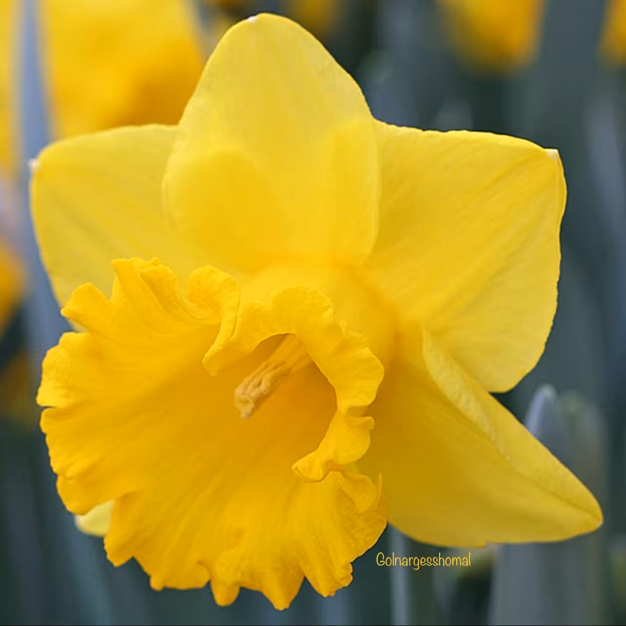پیاز  کمیاب گل نرگس 2 عدد Yellow River