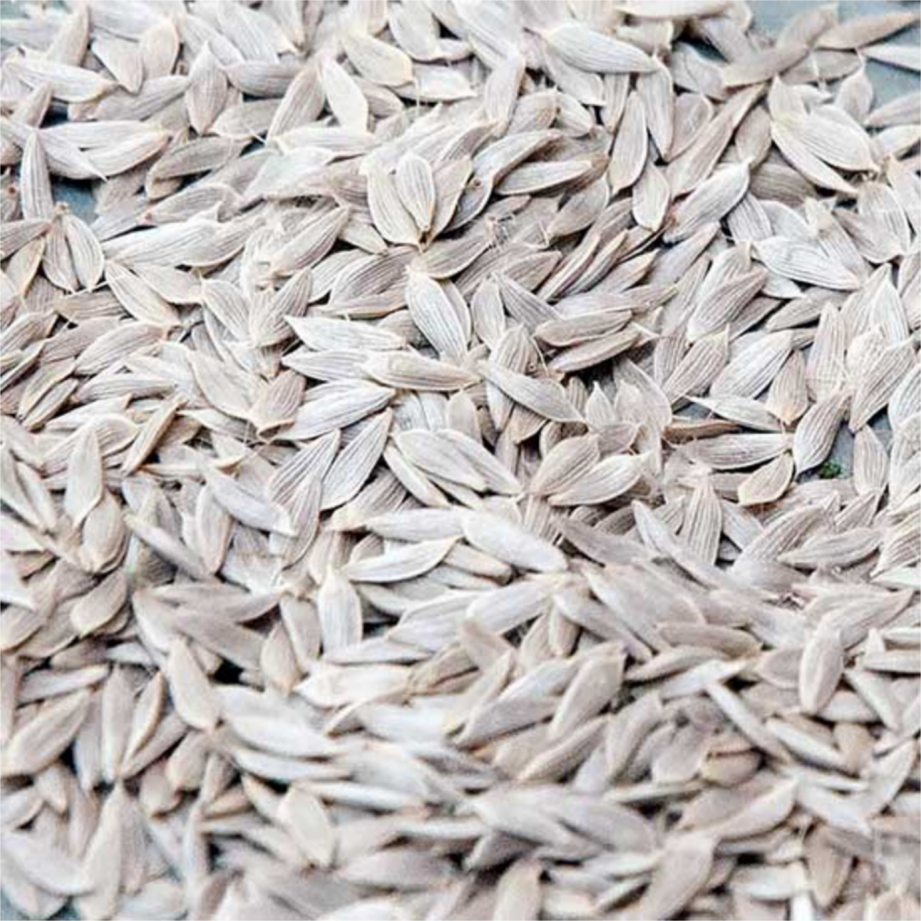 بذر کاهو(100 گرم)