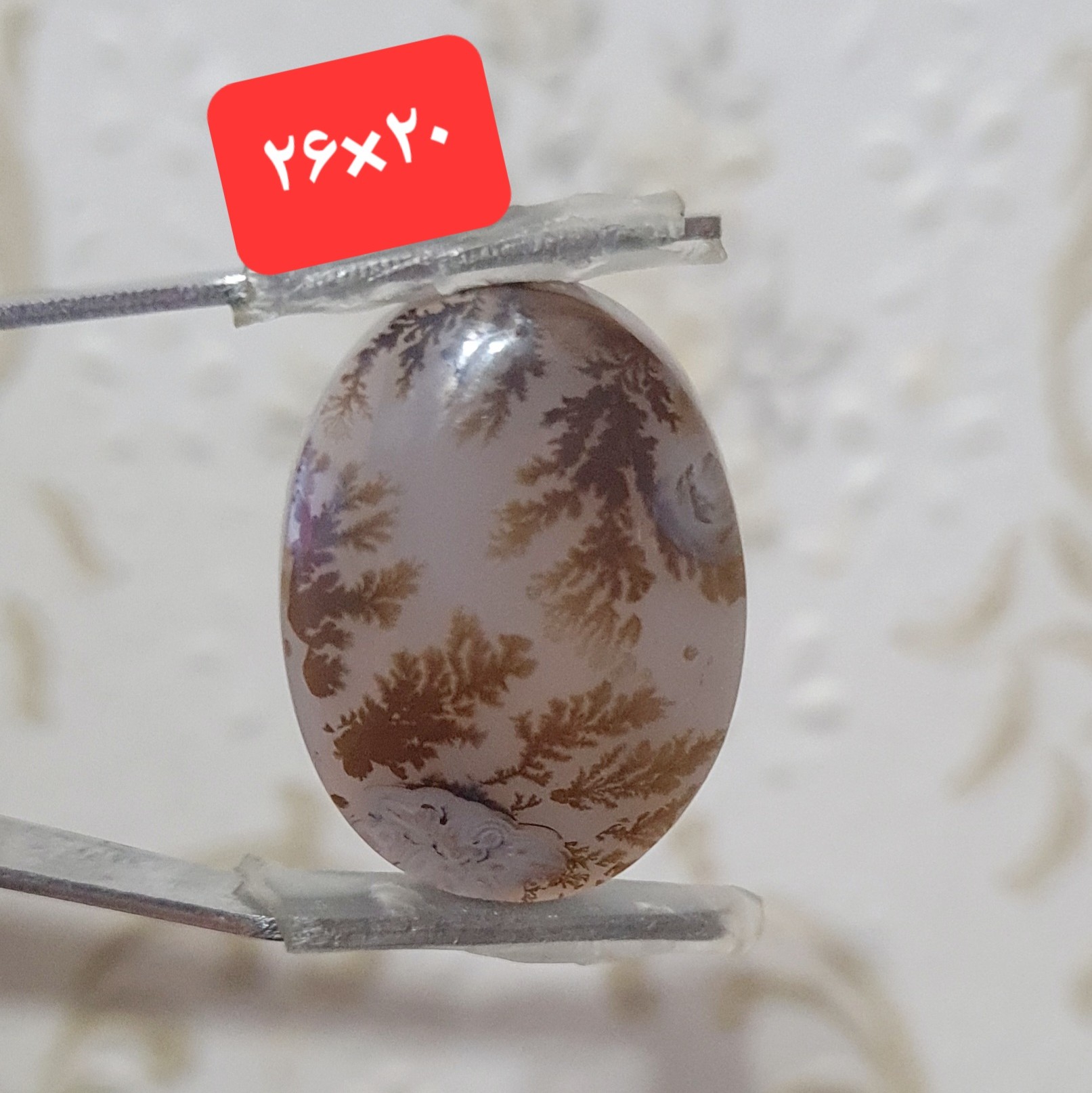 شجر قائنات اصل33