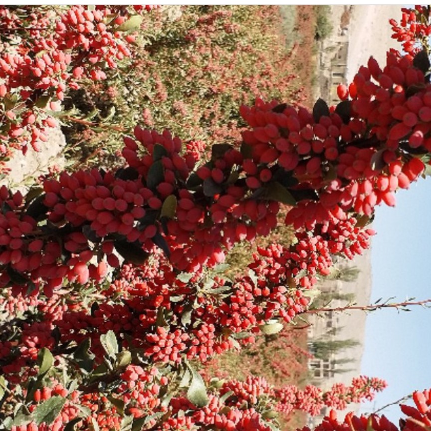 زرشک تازه  نوبرانه از روی درخت چیده و ارسال میشه این آگهی مخصوص همکار است در شهر های دیگر حداقل خرید 100کیلو