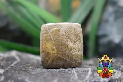 موروکو فسیل