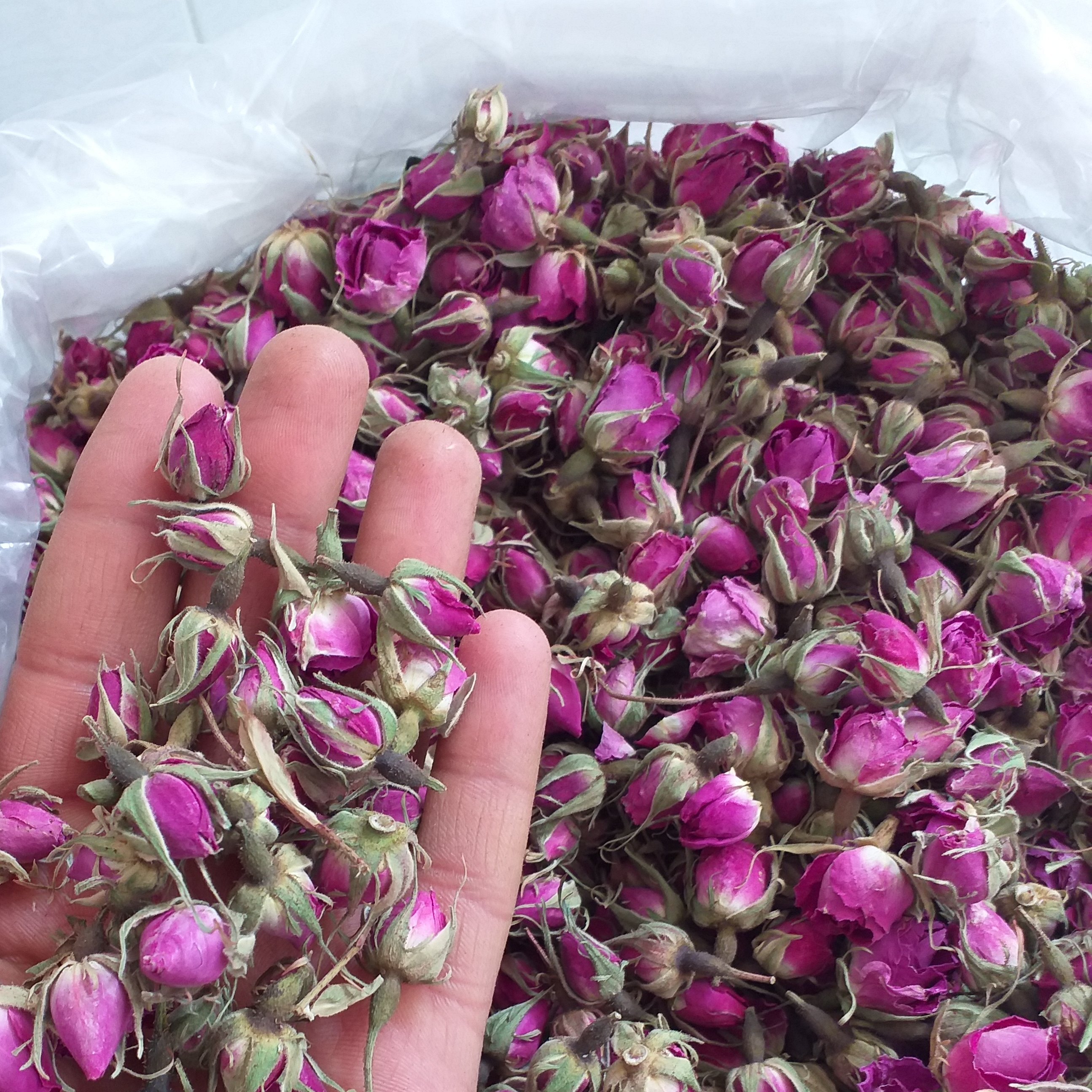 گل سرخ غنچه محمدی