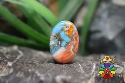 صدف خاردار ترکیبی