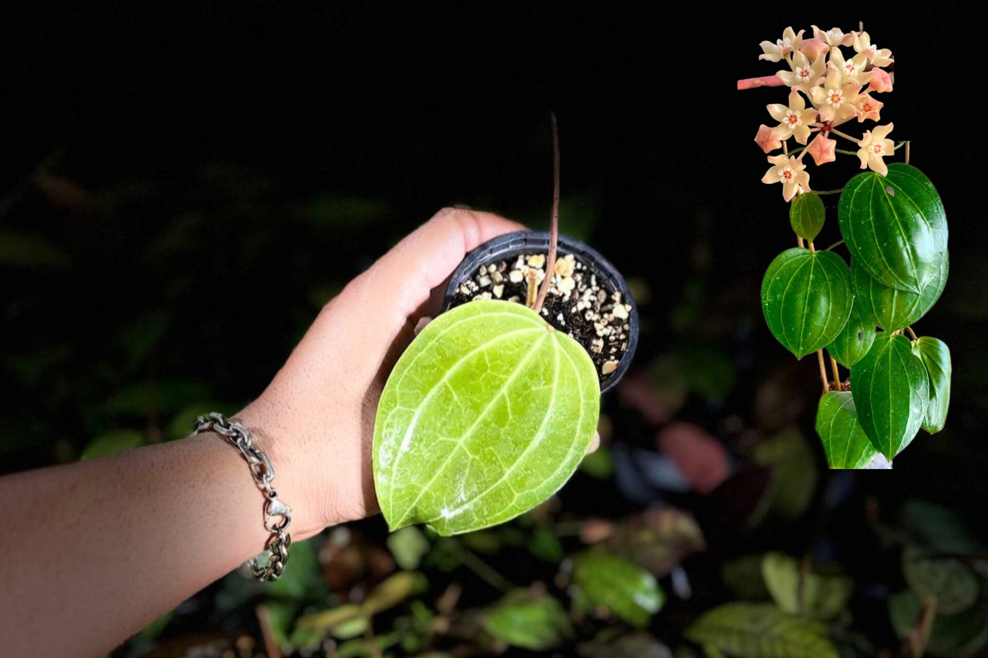 هویالاتیفولیا