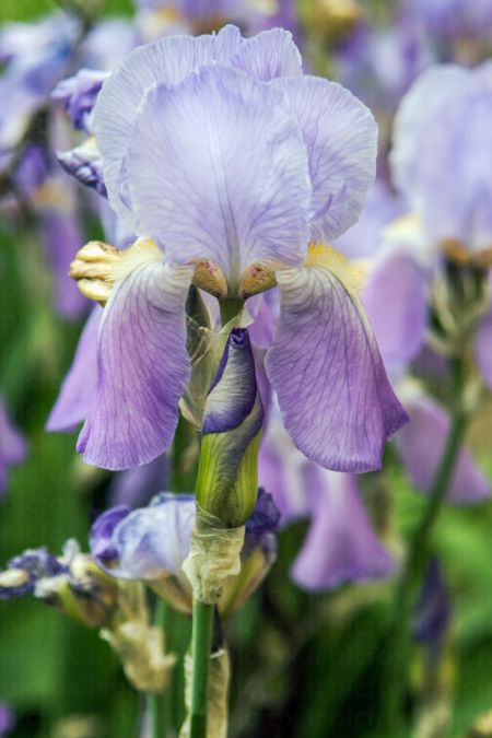 خرید و دانلود عکس Flower-Part-10 کد 17463 | پیک فاکس | Pic Fox