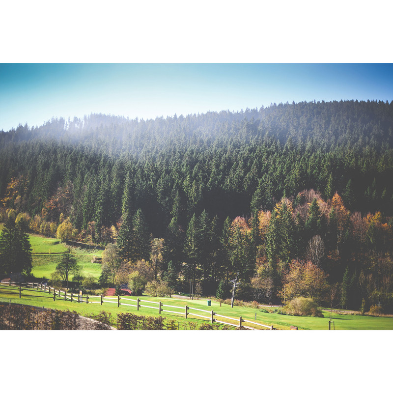 تابلو شاسی طرح منظره درخت و جنگل مدل T1746 | دنیای قاب